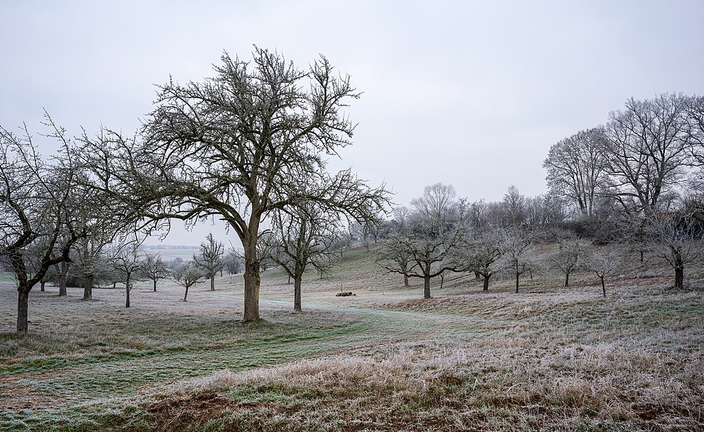 Hoar-frost landscape – Bad Wimpfen