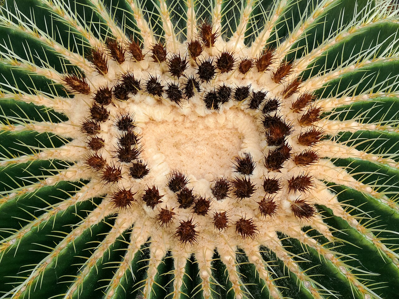Cactus heart
