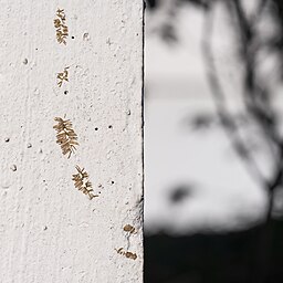 Plant traces