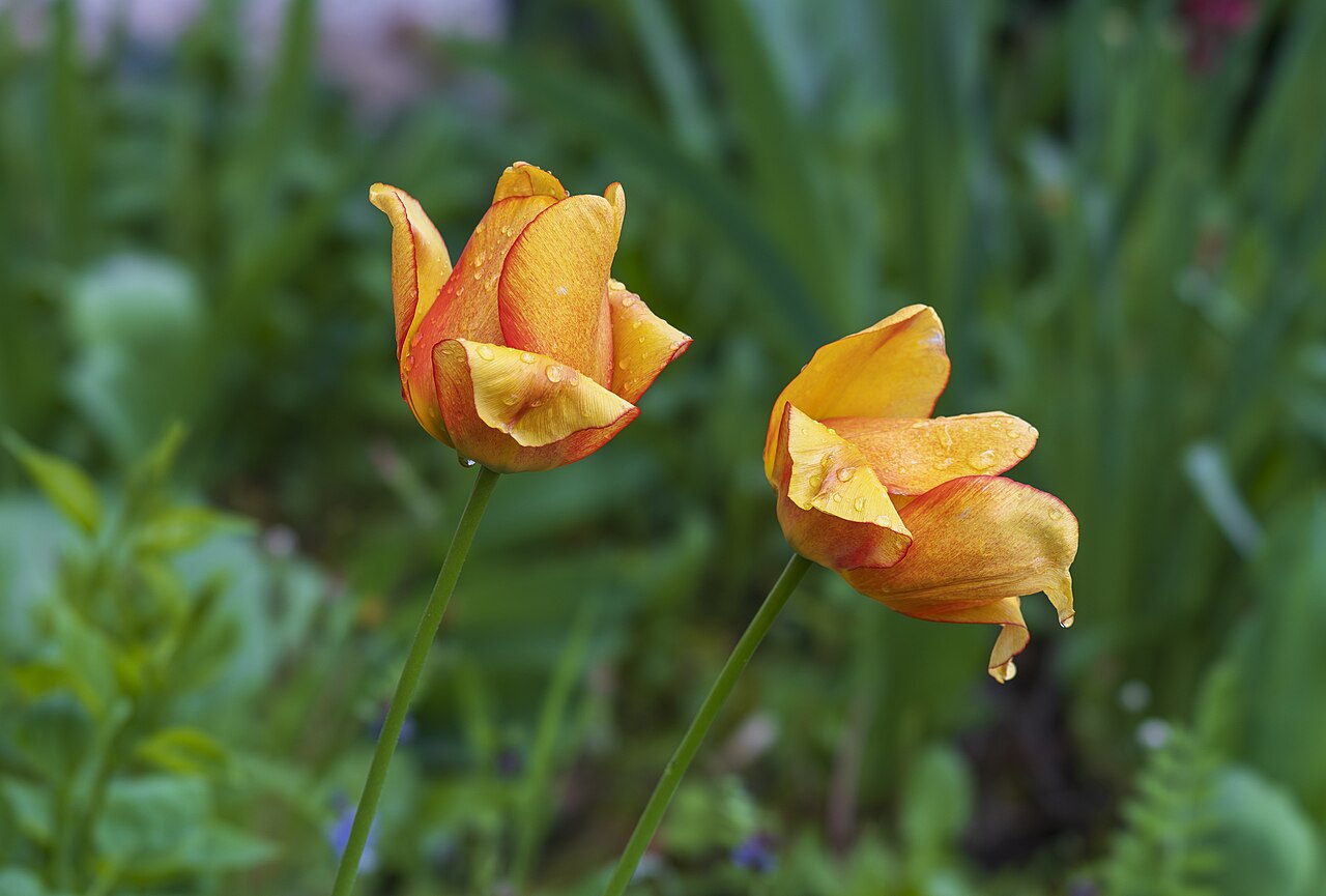 Tulips with water droplets