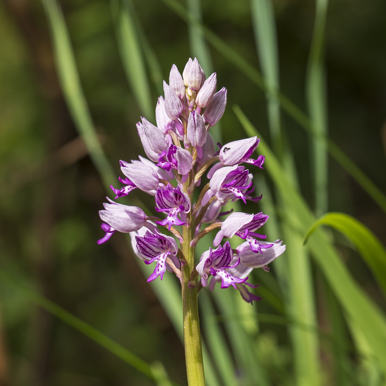 Military orchid