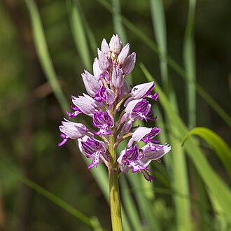 Military orchid