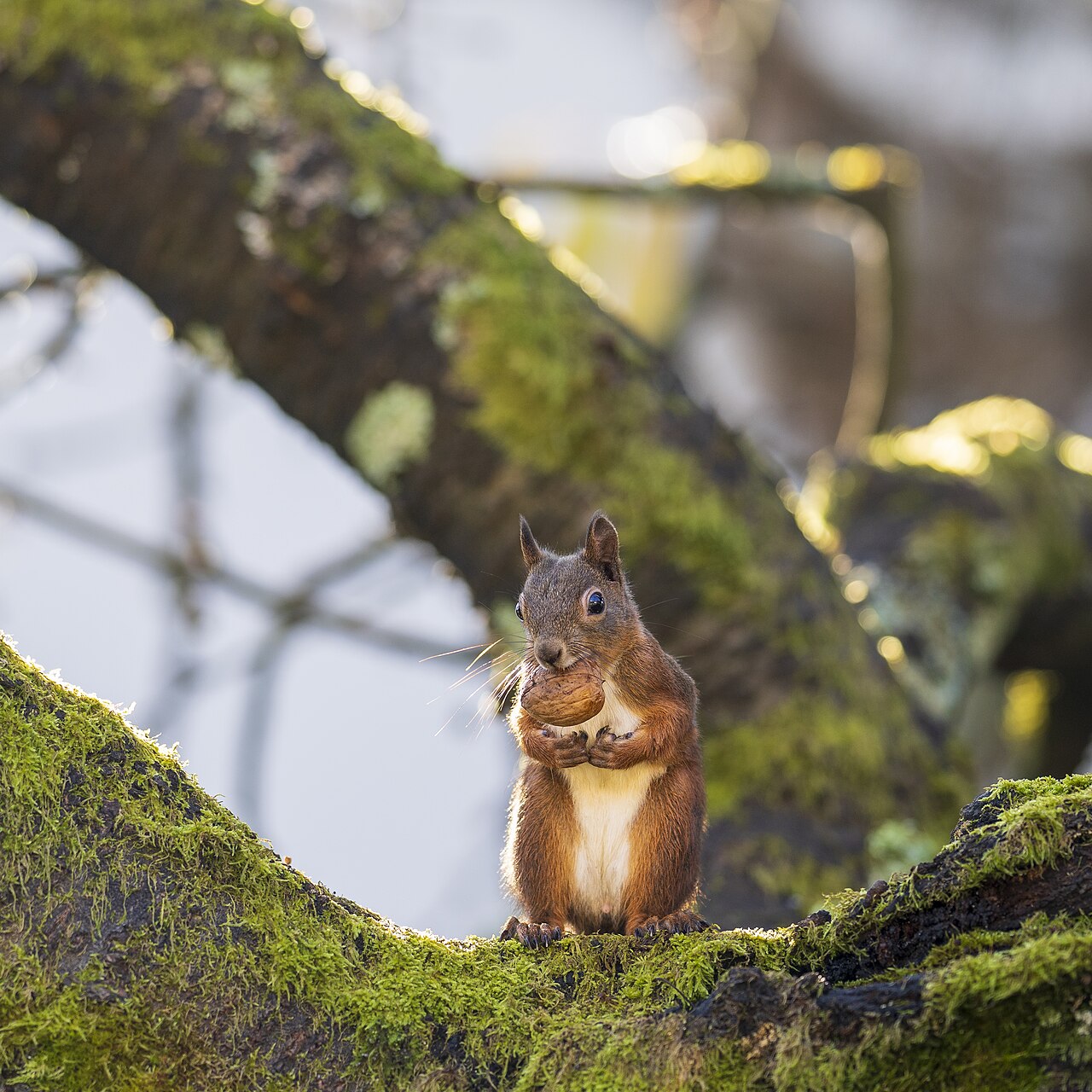 Red squirrel with walnut