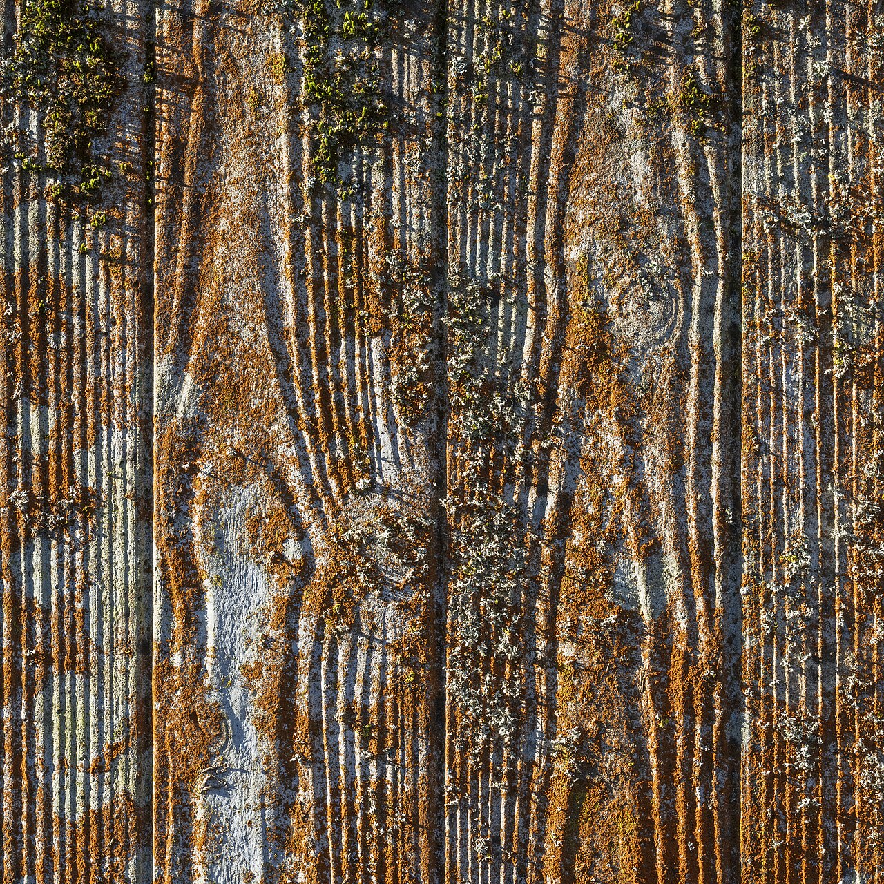 Lichen wall