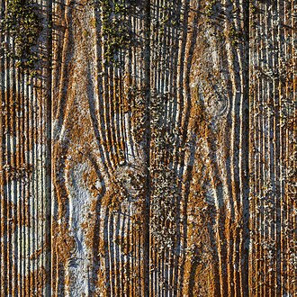 Lichen wall