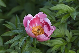 Pink paeony